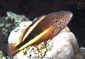 Portrait of a hawkfish Paracirrithes forsteri by Alberto Romeo 